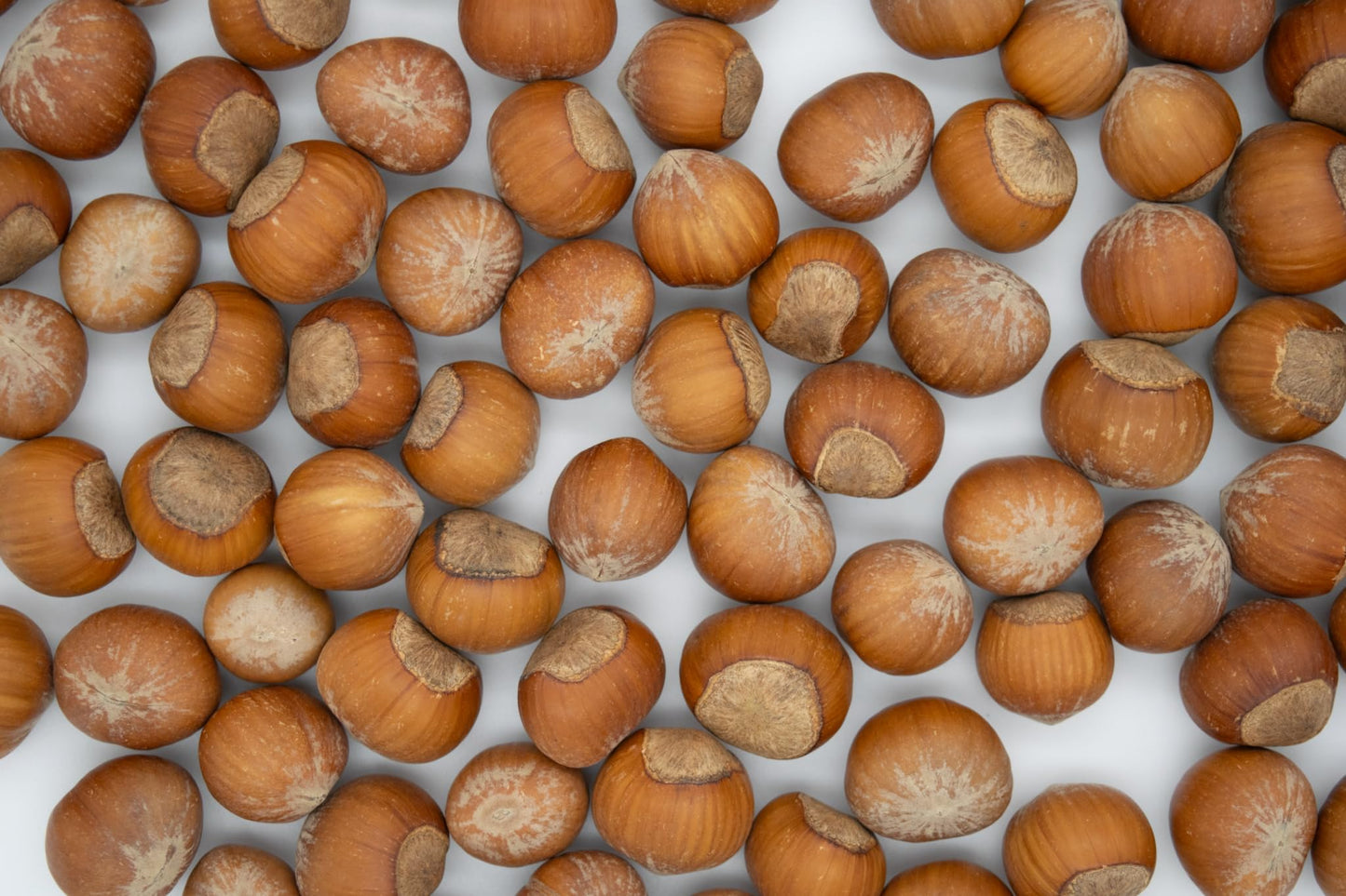 HAZELNUT-IN-SHELL-6LB